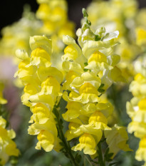 Papuľka väčšia žltá - Antirrhinum majus - semená papuľky - 20 ks