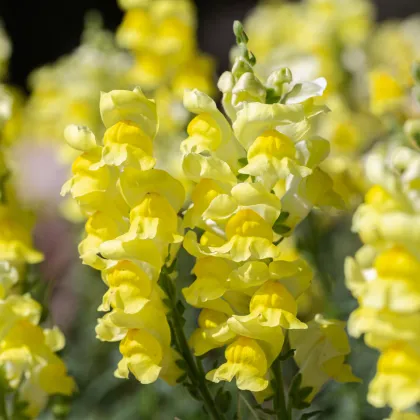 Papuľka väčšia žltá - Antirrhinum majus - semená papuľky - 20 ks