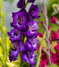 Gladioly zmes - Gladiolus - hľuzy gladiol - 9 ks