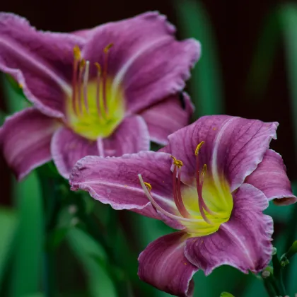 Ľaliovka Blue Sea - Hemerocallis - hľuzy ľaliovky - 1 ks