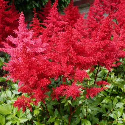 Astilba Koblenz - Astilbe - hľuzy astilby - 1 ks