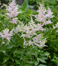 Astilba Peaches and Cream - Astilbe - predaj semien - 1 ks