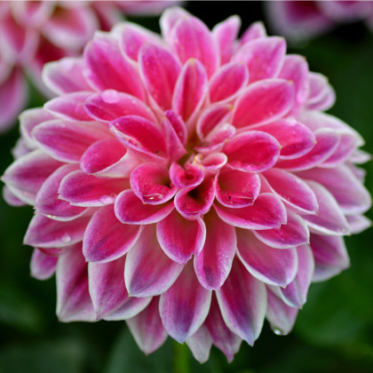 Georgína Onesta - Dahlia - hľuzy georgín - 1 ks