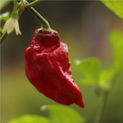 Brazílske korenie - Capsicum Chinense - semená chilli - 6 ks