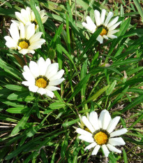 Gazánia Kiss White F1 - Gazania rigens - semená gazánie - 12 ks