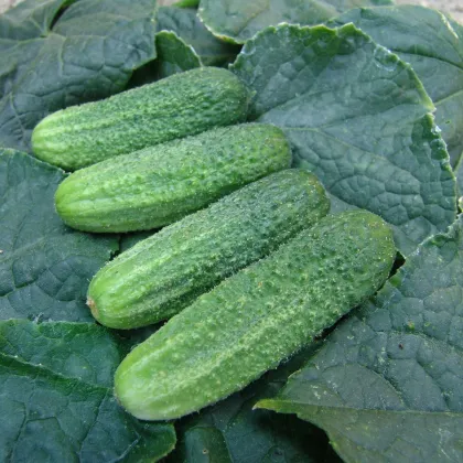 Uhorka nakladačka Everest F1 - Cucumis sativus - semená uhorky - 15 ks