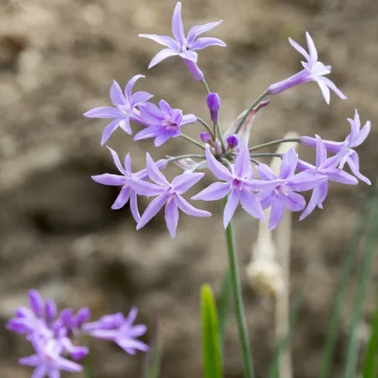 Cesnaková tráva - Tulbaghia violacea - semená cesnakovej trávy - 5 ks