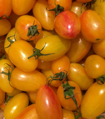 Paradajka Artisan Blush Tiger – Solanum lycopersicum – semená paradajky – 6 ks