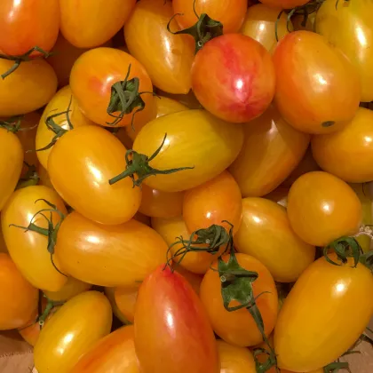 Paradajka Artisan Blush Tiger – Solanum lycopersicum – semená paradajky – 6 ks