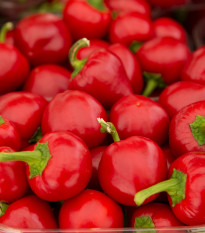 BIO Paprika Babybell červená - Capsicum annuum - semená papriky - 10 ks