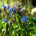 Borák lekársky - Borago officinalis - semená Boráka - 20 ks