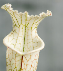 Saracénia bielolistá biela - Sarracenia leucophylla - semená saracénie - 10 ks