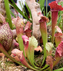 Saracénia mix - Sarracenia - semená saracénie - 10 ks