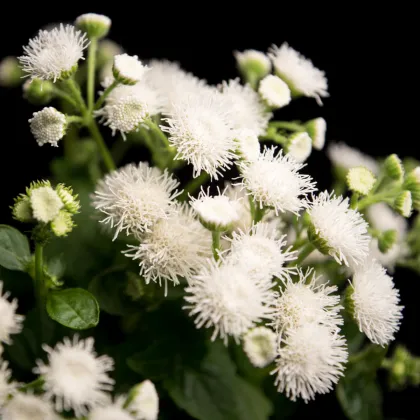 Agerát biely F1 - Ageratum - semená agerátu - 20 ks