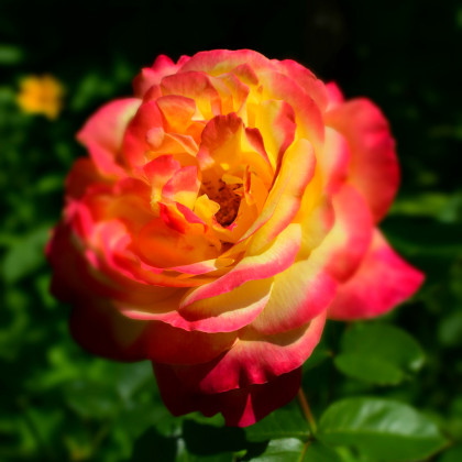 Ruža veľkokvetá kríčková červenožltá - Rosa - voľnokorenné sadenice ruží - 1 ks