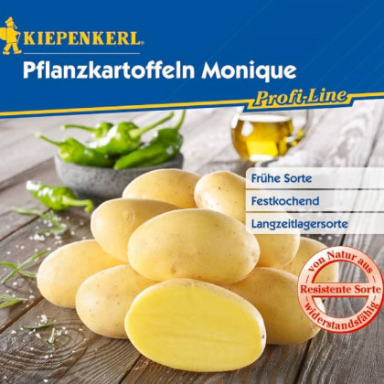 Sadbové zemiaky Monique – predaj prémiových odrôd