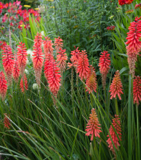 Mnohokvet červený - Kniphofia - Kleopatrina ihla - voľnokorenné sadenice mnohokvetu - 1 ks