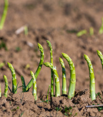 Špargľa Boonlim zelená - Asparagus officinalis - voľnokorenné sadenice špargle - 2 ks