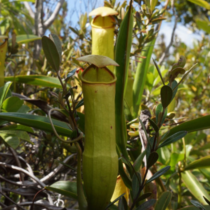 Krčiažnik madagaskarský - Nepenthes madagascariensis - semená krčiažnika - 10 ks