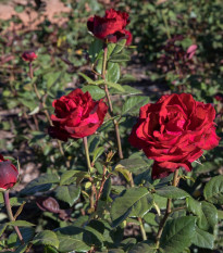 Ruža veľkokvetá popínavá tmavo červená - Rosa - voľnokorenné sadenice ruží - 1 ks