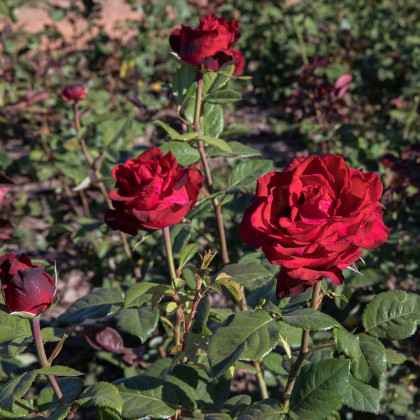 Ruža veľkokvetá popínavá tmavo červená - Rosa - voľnokorenné sadenice ruží - 1 ks