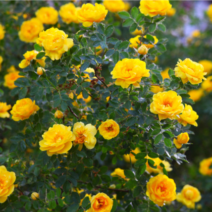 Ruža záhonová žltá - voľnokorenné sadenice ruží - 1 ks