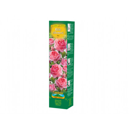 Ruža záhonová tmavoružová - Rosa - voľnokorenné sadenice ruží - 1 ks