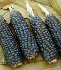 Kukurica Negro Cine - Zea mays - semená kukurice - 15 ks