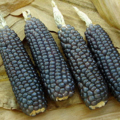 Kukurica Negro Cine - Zea mays - semená kukurice - 15 ks