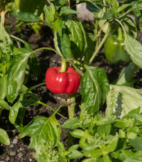 BIO Paprika Bellpepper červená - Capsicum annuum - bio semená papriky - 6 ks