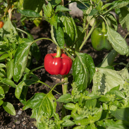 BIO Paprika Bellpepper červená - Capsicum annuum - bio semená papriky - 6 ks