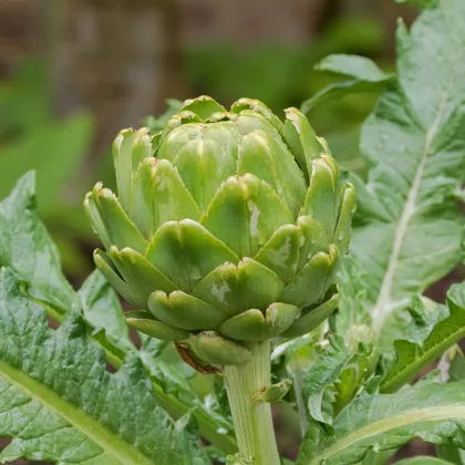 BIO Artičoka Green Globe - Cynara scolymus - bio semená artičoky - 10 ks