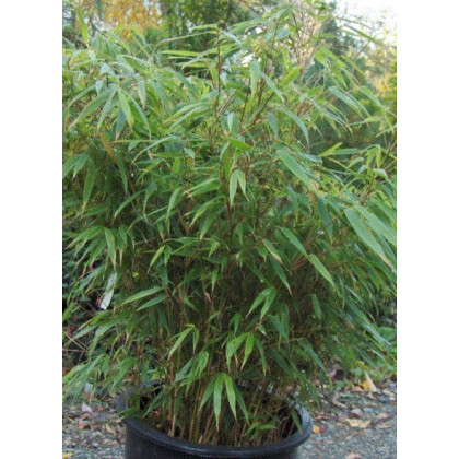 Bambus horský - Rákosovec - Fargesia fungosa - semená bambusu - 3 ks
