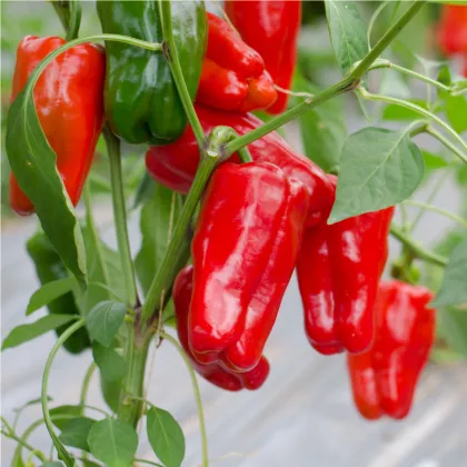 Paprika Snack Red - Capsicum annuum - semená paprík - 6 ks