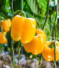 Paprika Snack Yellow - Capsicum annuum - semená paprík - 6 ks