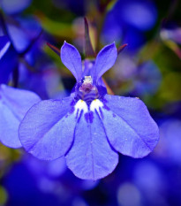 Lobelka nízka Riviera Marine Blue - Lobelia erinus - semená lobelky - 0,1 g