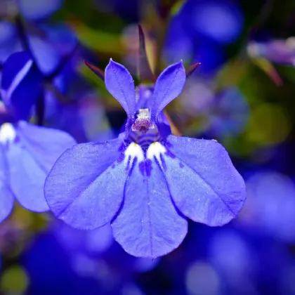 Lobelka nízka Riviera Marine Blue - Lobelia erinus - semená lobelky - 0,1 g