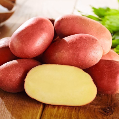 Sadbové zemiaky Bellarosa - Solanum tuberosum - Kiepenkerl - 10 ks