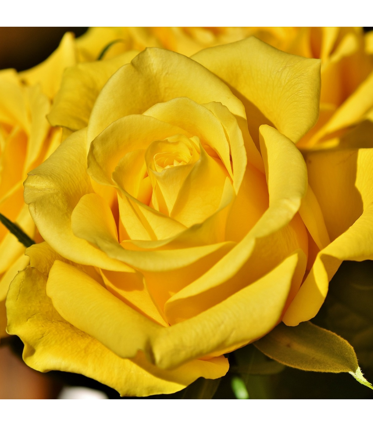 Ruža veľkokvetá kríčková žltá - Rosa - voľnokorenné sadenice ruží - 1 ks