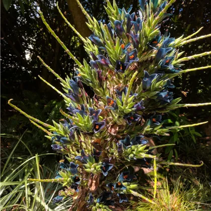 Puya Venusta - Puya Venusta - semená puye - 5 ks