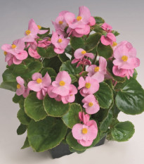 Begónia Super Olympia Rosa F1 - Begonia semperflorens - semená begónie - 12 ks