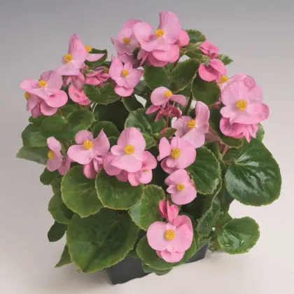 Begónia Super Olympia Rosa F1 - Begonia semperflorens - semená begónie - 12 ks