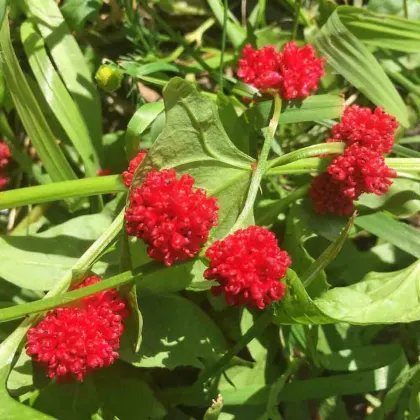 Mrlík hlávkatý - Chenopodium capitatum - semená mrlíka - 200 ks