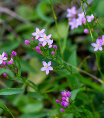 Zemežlč menšia - Centaurium erythraea - semená zemežlče - 0,01 g