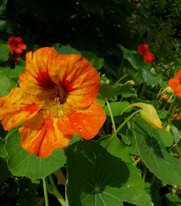 BIO kapucínka Nasturtium - Tropaeolum majus odor. - bio semená kapucínka - 10 ks