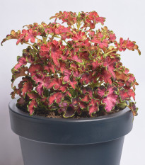 Africká žihľava Wizard Velvet Rose - Coleus blumei - semená africkej žihľavy - 30 ks