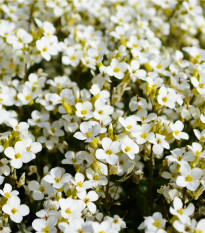 Lobulária Snow Crystal - Lobularia maritima - semená - 200 ks