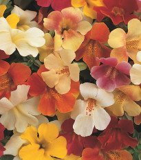 Čarodejka skrížená Magic Mix F1 - zmes - Mimulus hybridus - semená - 20 ks