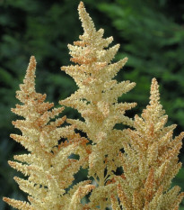 Láskavec Autumn Touch - Amaranthus caudatus - semená láskavca - 270 ks