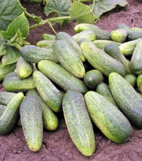 Uhorka Ornello F1 - Cucumis sativus - semená uhorky - 30 ks